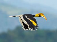 hornbill in flight - nature photography