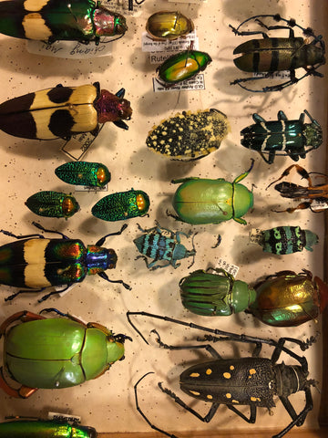 Insect collection for studio access