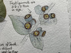 nature journaling Julia Landford short art course