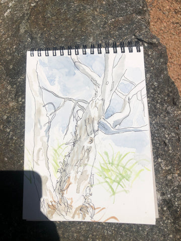 nature journaling at national aboretum