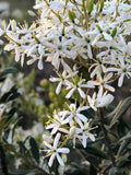 White flowering native plant