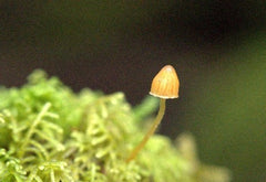 NatureArt Lab Fungi Season Nature Tour Tasmania 2023