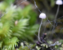 NatureArt Lab Tasmania Fungi Season Nature Tour 2023