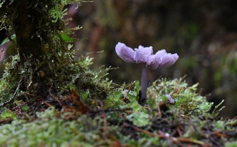 Purple cap, Sarah Island, NatureArt Lab Fungi Season Nature Tour Tasmania May 2023