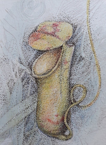 Nepenthes - pencil and ink by Lesley Wallington