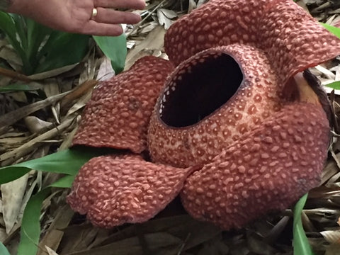 Rafflesia in Sabah - a nature journaler sketching opportunity