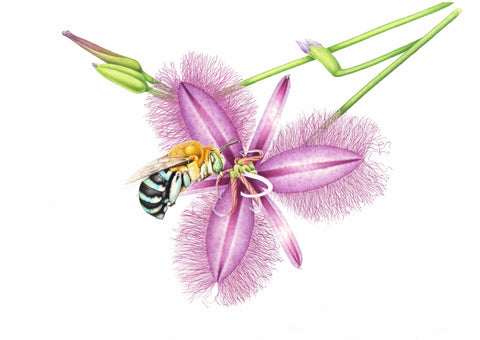 Fringe LIly and Blue-banded Bee Anna Voytsekhovich Online art classes