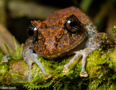 frog from Ecuador