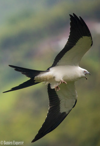 bird flying Ecuador