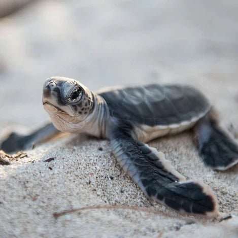 Turtle hatchling