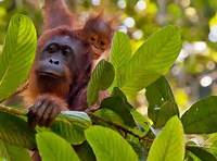 orangutans in sabah - a wildlife photographer opportunity