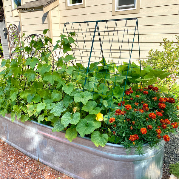 Squash and cucumbers