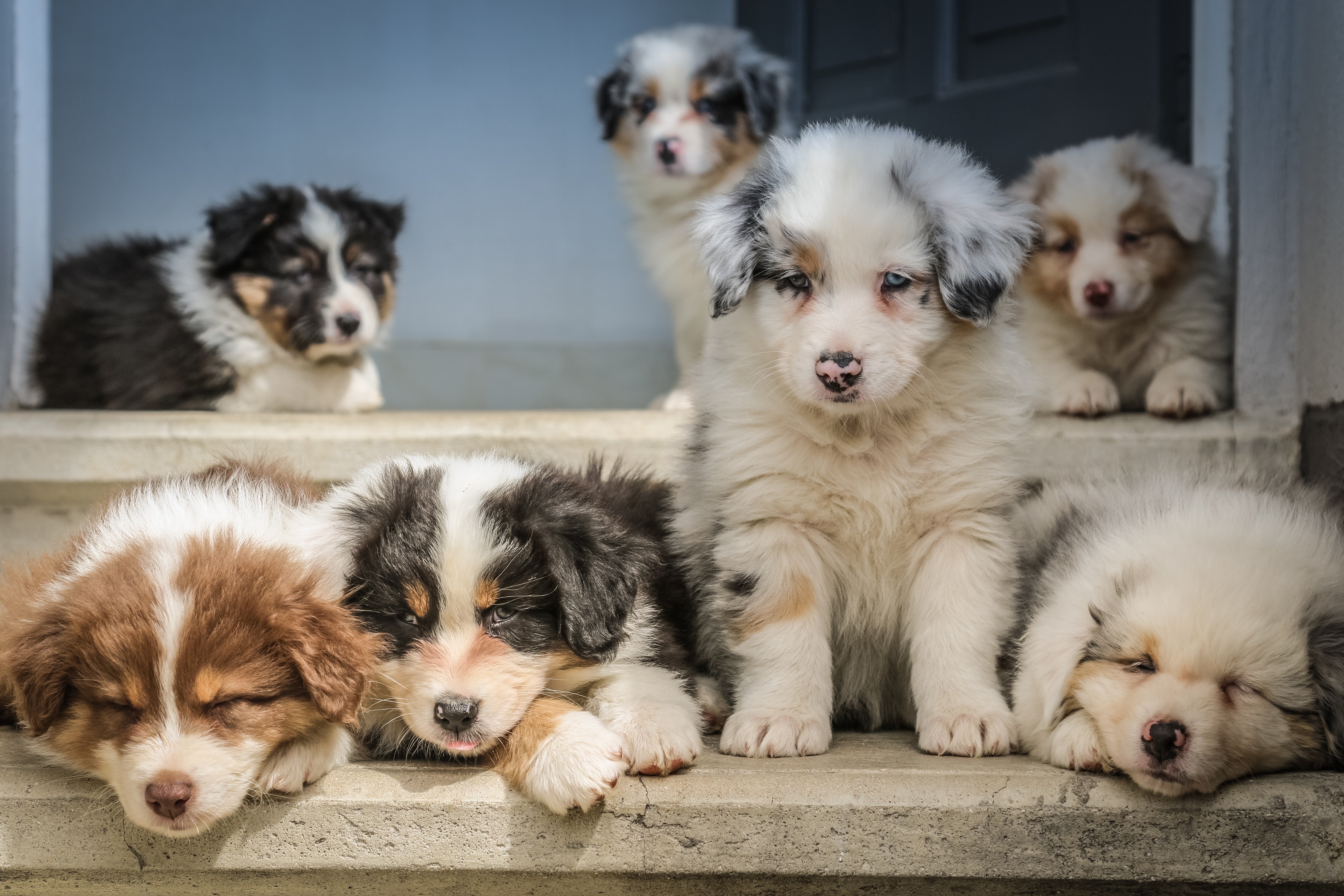 Group of happy puppies on steps