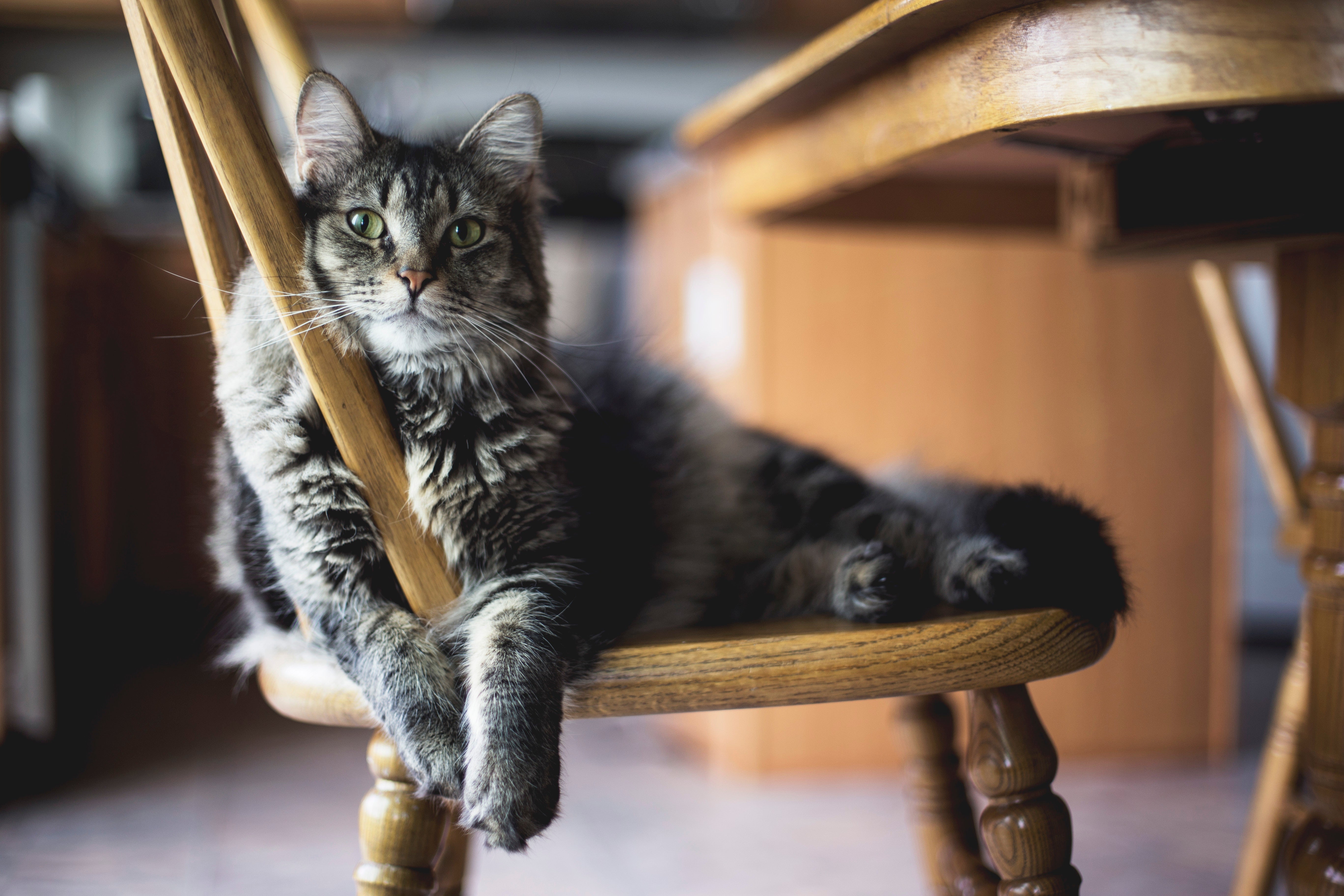 Relaxed grey cat slunk on wooden chair