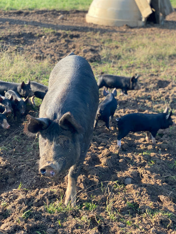 Berkshire Pig