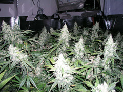 White_Widow_13_medium.jpeg?32674