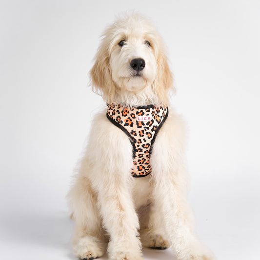 CLASSIC LEOPARD HARNESS - LICKco