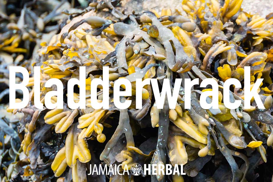 Bladderwrack Benefits | Thyroid Support, Heart Health, Anti-Inflammatory Support