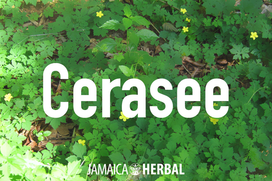 Cerasee Tea benefits | Everything you need to know