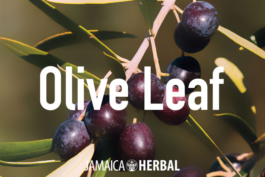 Olive leaf extract health benefits