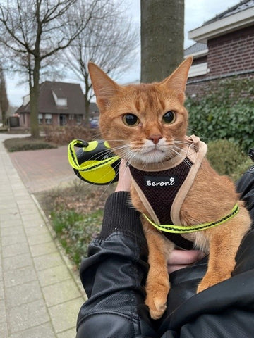 cat on leash