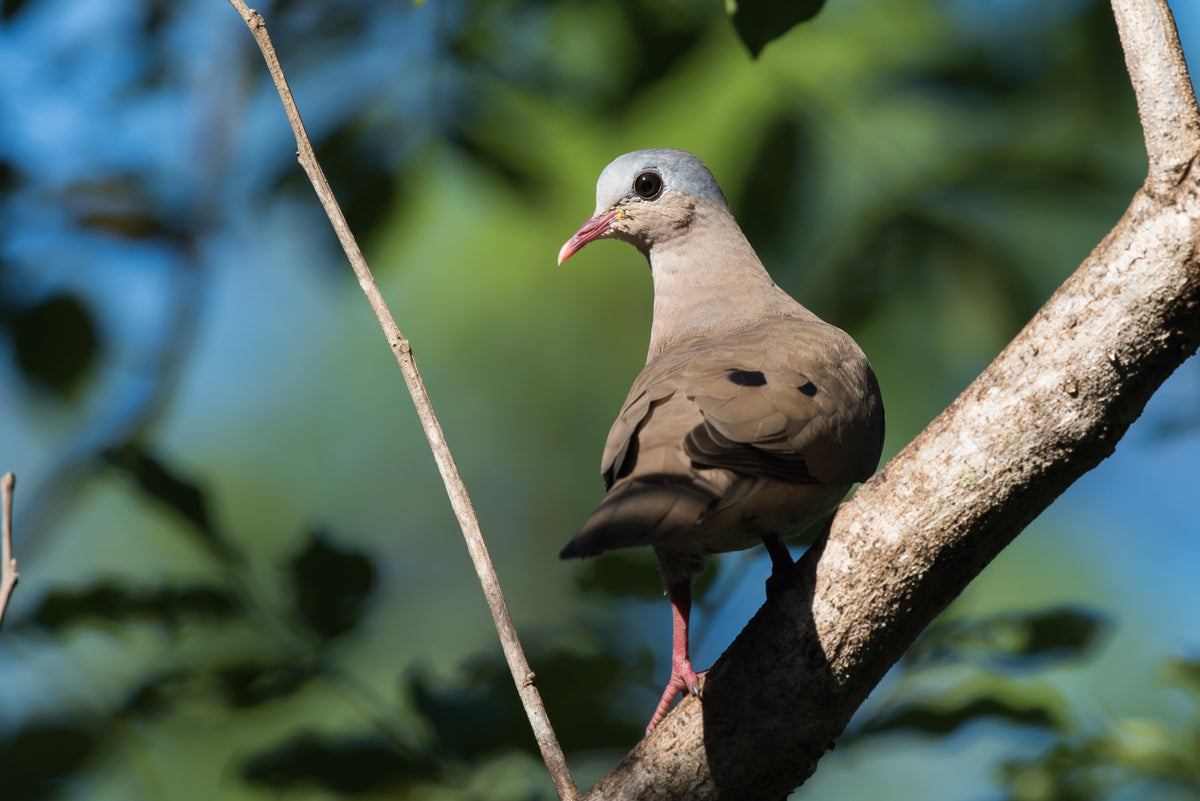 Blue Spotted Wood Dove Az Birds