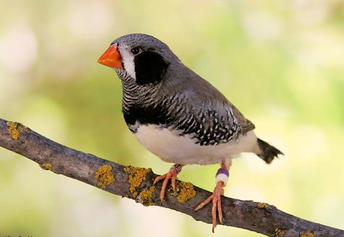 Black Face Zebra Finch Az Birds