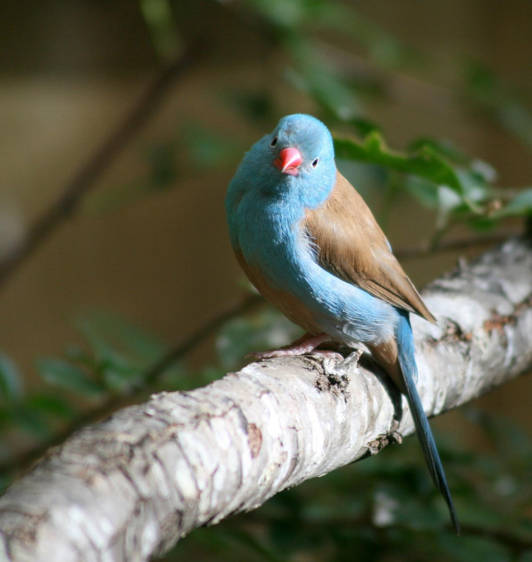 cordon blue finches