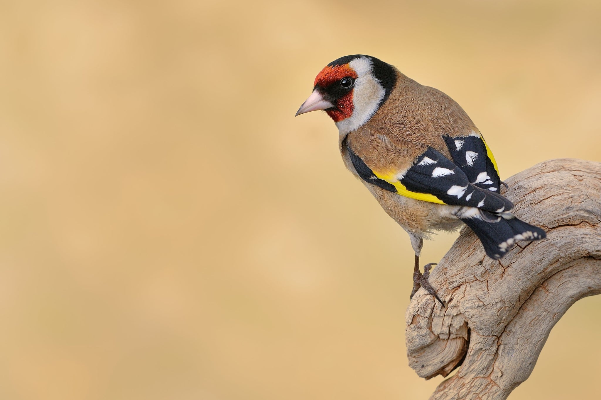 golden finch