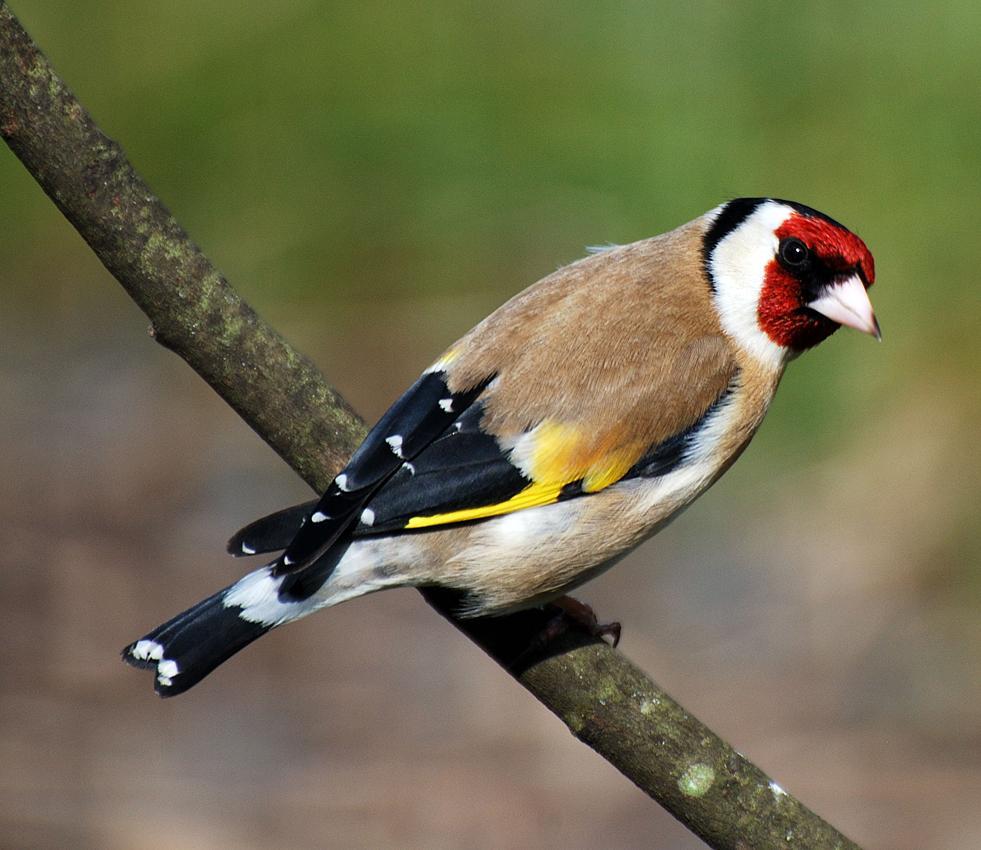 society finches for sale near me