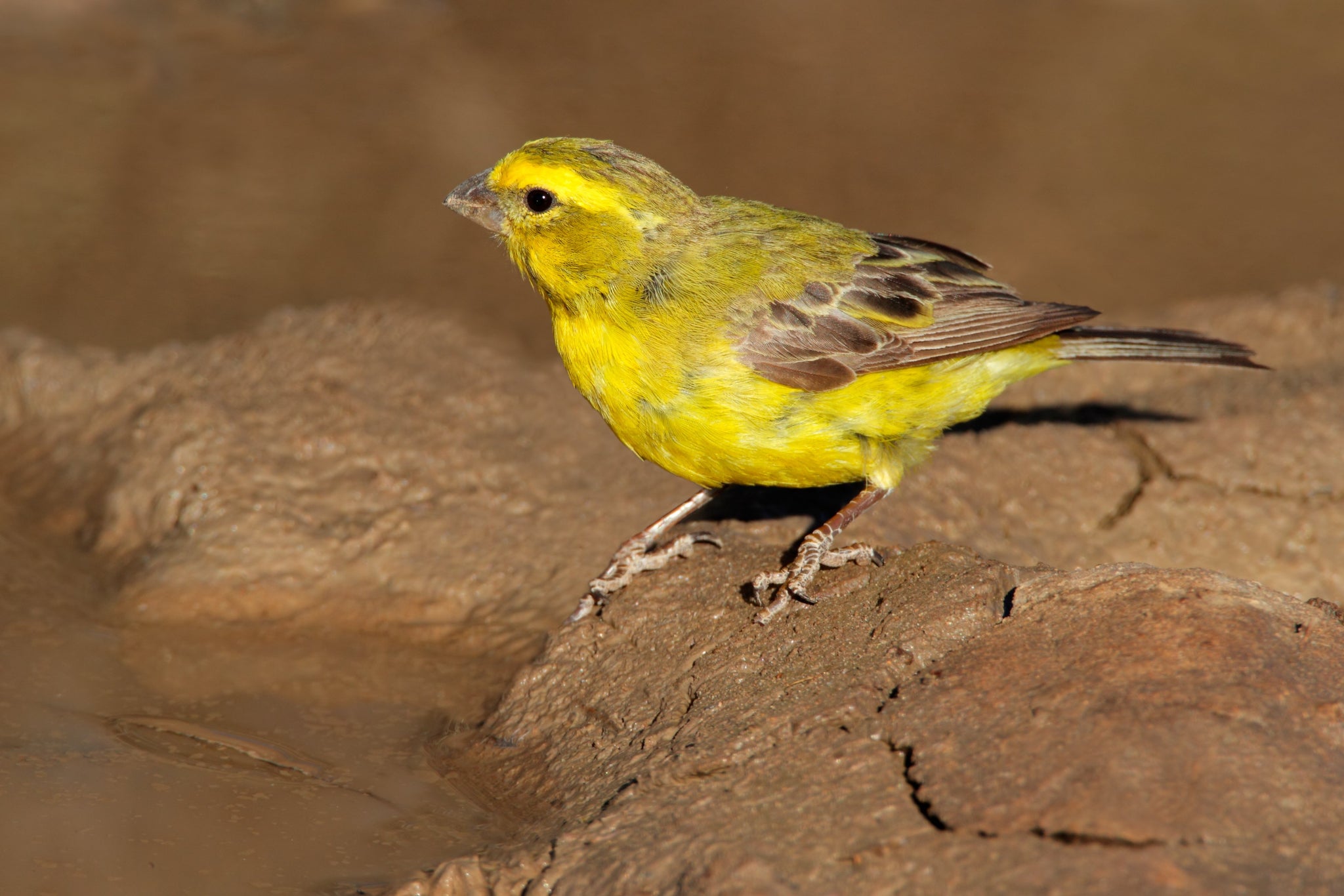 canary finch for sale