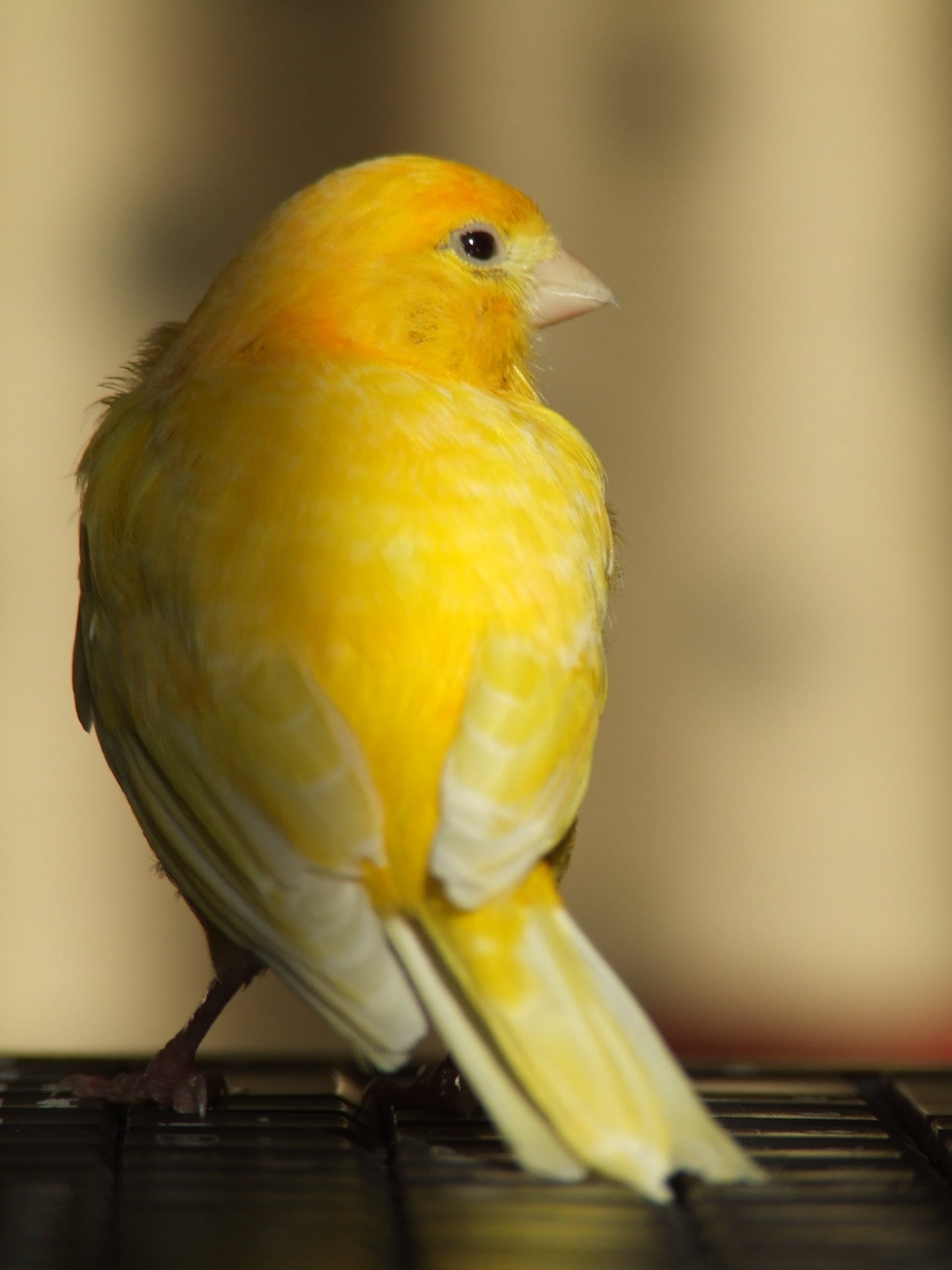 canari bird