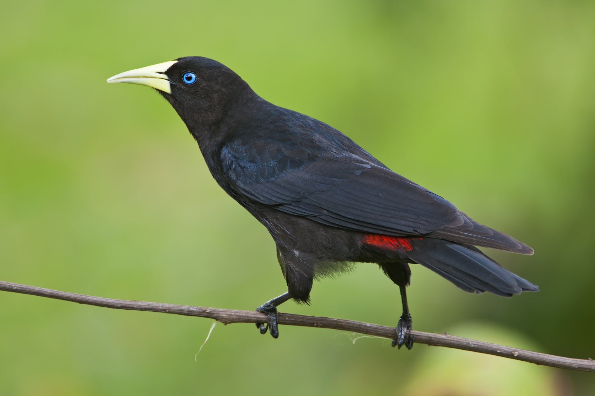 red rumped