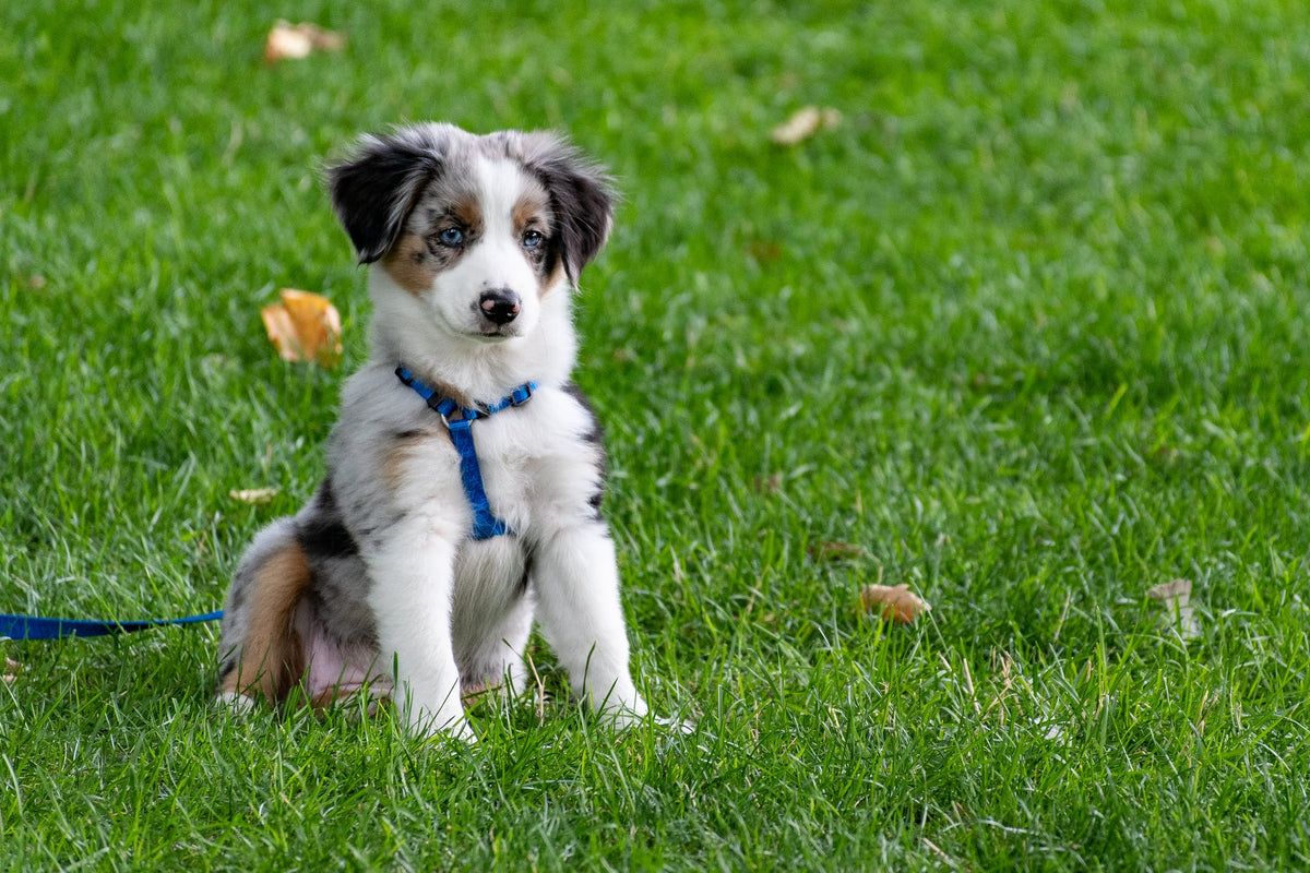 benefits-of-doggy-daycare-zen-frenz