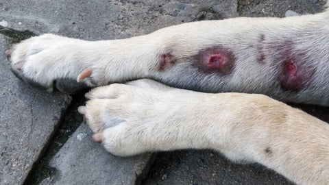 skin-problems-in-dogs-3
