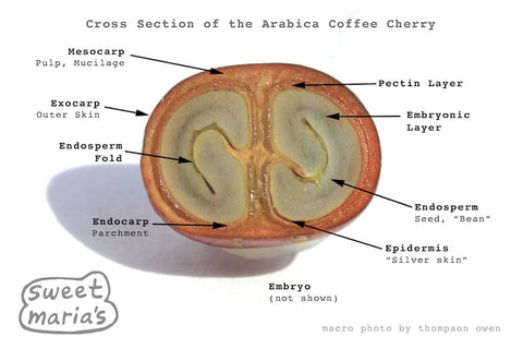 Dissected view of ripe coffee cherry showing protective layers encircling 2 seeds