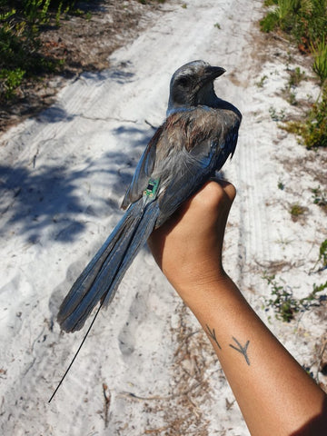 A Florida Scrub-Jay outfitted with a CTT LifeTag and ready to be released!  Photo © Young Ha Suh