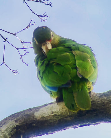 Puerto Rican Parrot, preening back feathers with head turned around