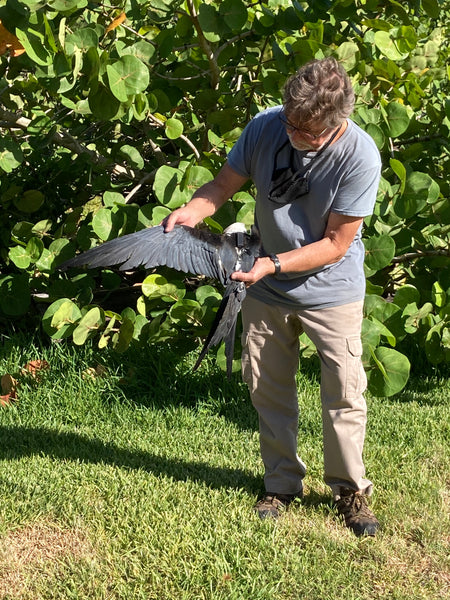 ARCI's Ken Meyer holding a swallow-tailed kite, that has just been fitted with a GPS transmitter, just before release. Photo courtesy of Gina Kent