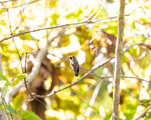 a recently tagged White-eared Hummingbird perches before heading back to defend its territory