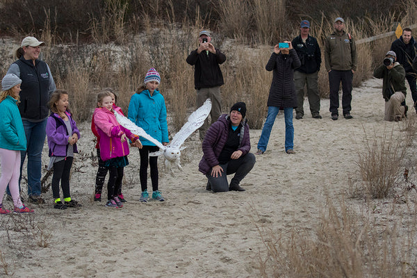 A group of supporters of the Cape May Bird Observatory release a Snowy Owl.  It helps drive donors to educate people on wildlife movement