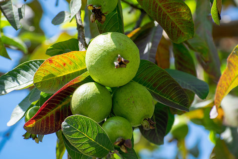 Guava Candy made from fresh guava puree, sugar, and a touch of natural flavors.