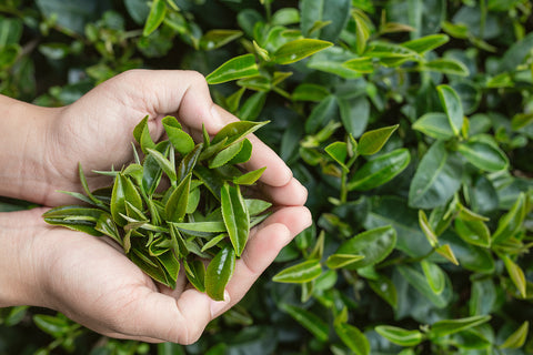 Organic Green Tea Leaves