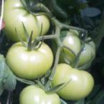Green Tomatoes-1lb