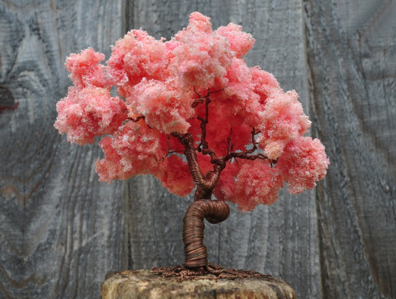 Sakura Bonsai Kirschblüten Bonsai Cherry Blossom Japan Zimmerpflanze S