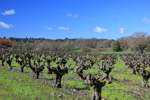 Papera Ranch vineyard