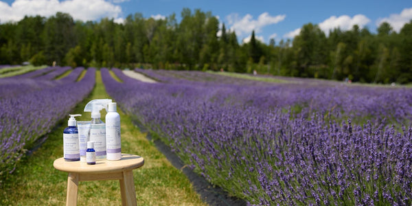 Bleu Lavande | Natural Lavender Products
