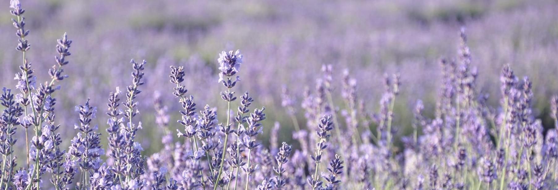 Notre Lavanderaie Bleu Lavande