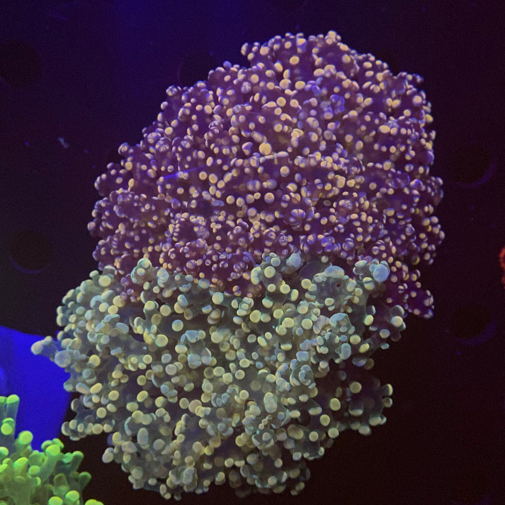 2 color frogspawn colony
