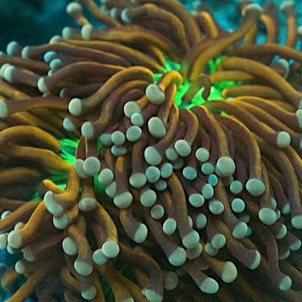 Aussie HG (2 heads)